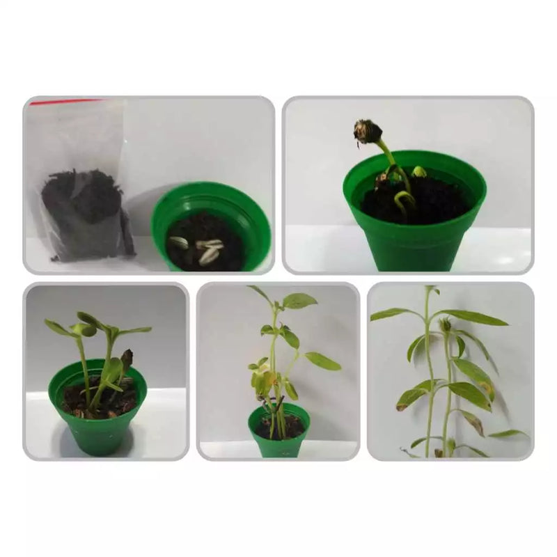 Kit Mini Plantio Ecológico